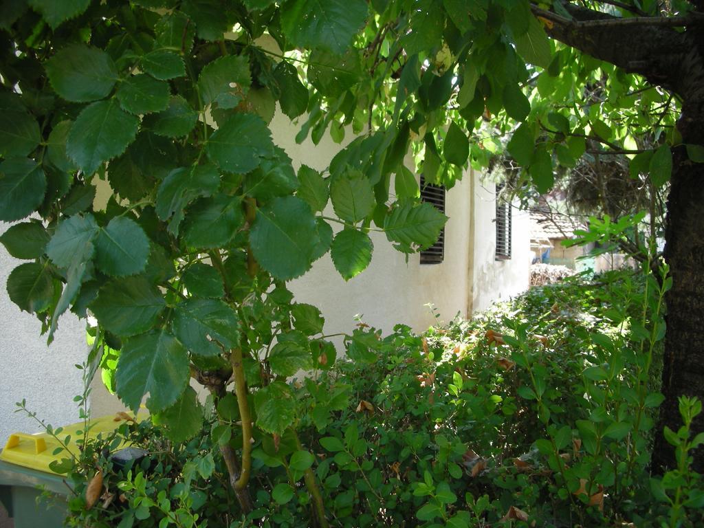 Przic House Apartment Negotin Exterior foto